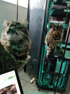 Cat & me taking care about HomeLab